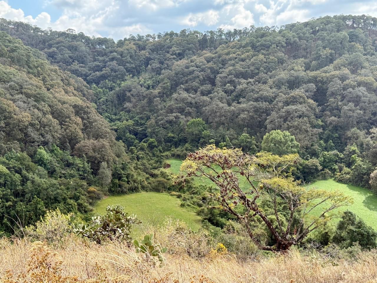 Valle de los cactus