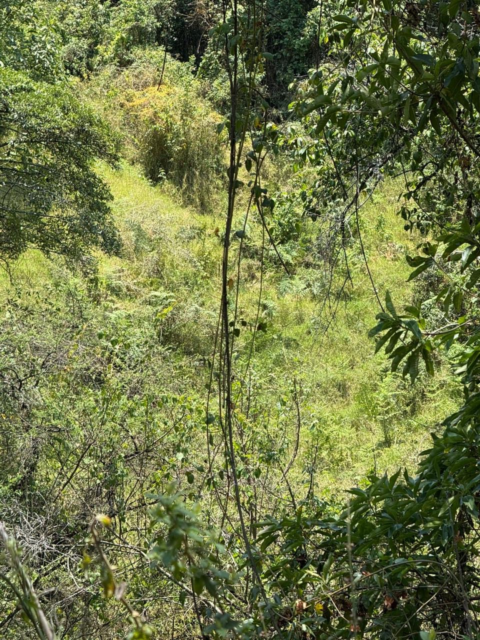 Sotobosque