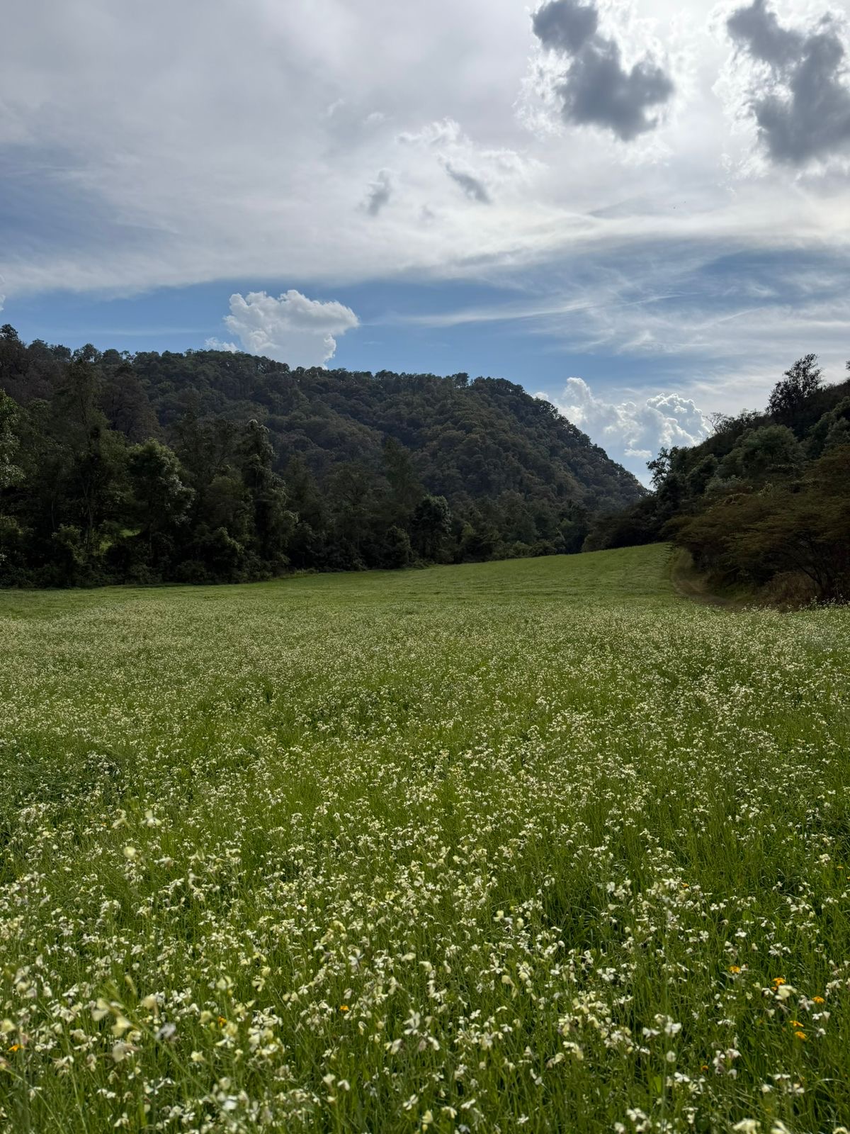Pradera de flores silvestres con monte al fondo